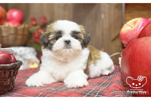成約済の愛知県のシーズー-205822の5枚目