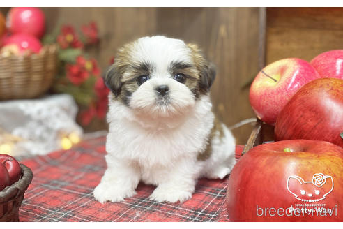 成約済の愛知県のシーズー-205822の2枚目