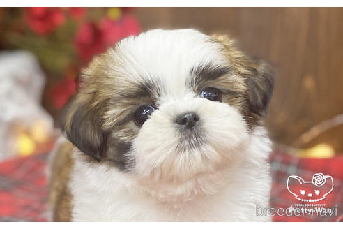 成約済の愛知県のシーズー-205822の1枚目