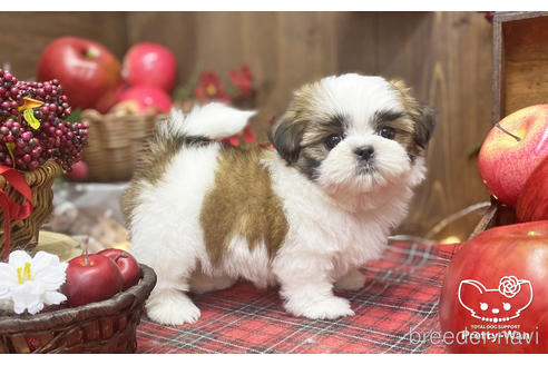 成約済の愛知県のシーズー-205822の4枚目