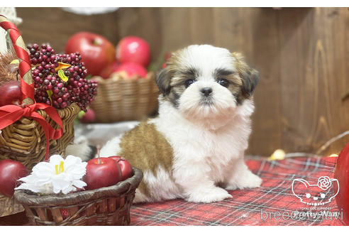 成約済の愛知県のシーズー-205822の3枚目