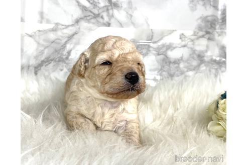 成約済の福岡県のミニチュアプードル-205829の11枚目