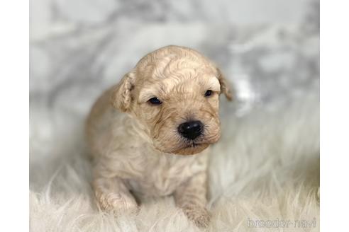 成約済の福岡県のミニチュアプードル-205829の12枚目