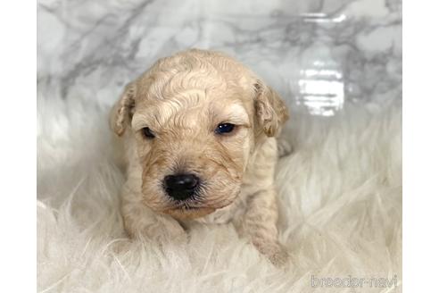 成約済の福岡県のミニチュアプードル-205829の13枚目