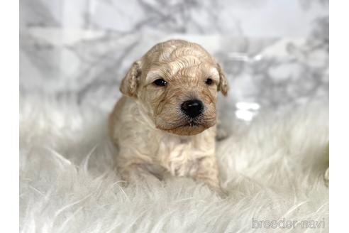 成約済の福岡県のミニチュアプードル-205829の14枚目