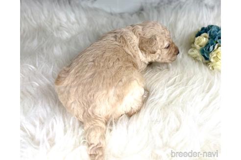 成約済の福岡県のミニチュアプードル-205829の15枚目