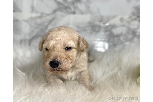 成約済の福岡県のミニチュアプードル-205829の16枚目