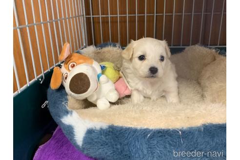 成約済の岐阜県のミックス犬-202173の4枚目