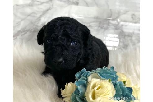 成約済の福岡県のミニチュアプードル-205834の13枚目