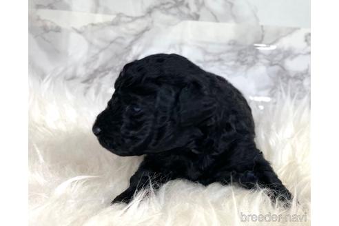 成約済の福岡県のミニチュアプードル-205834の14枚目