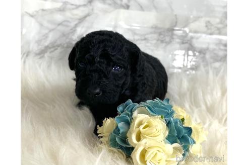 成約済の福岡県のミニチュアプードル-205834の15枚目