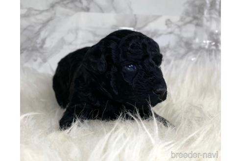 成約済の福岡県のミニチュアプードル-205834の16枚目