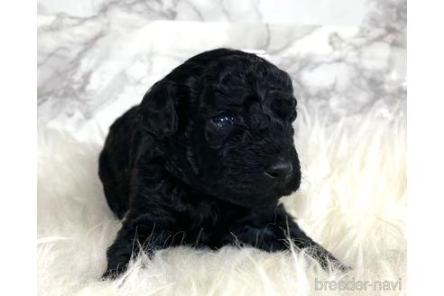 成約済の福岡県のミニチュアプードル-205834の12枚目