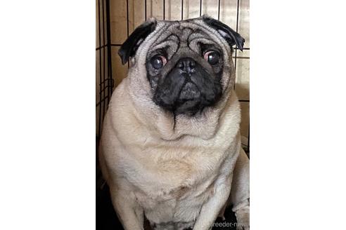 長野県のパグ 女の子 18 02 22生まれ フォーン 子犬id 57 ブリーダーナビ