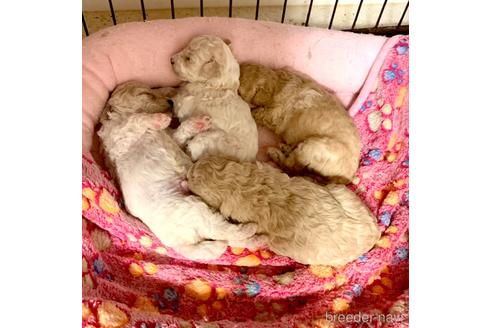 成約済の東京都のミックス犬-204489の13枚目