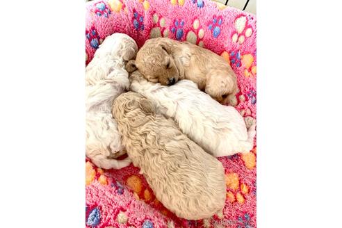 成約済の東京都のミックス犬-204489の12枚目