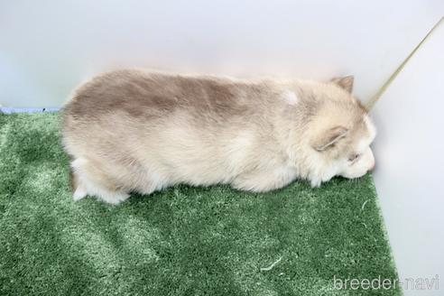 成約済の群馬県のシベリアンハスキー-204666の2枚目