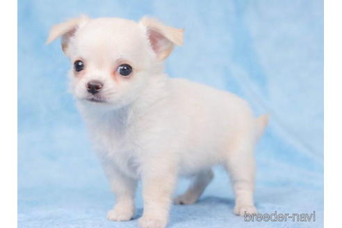 成約済の東京都のチワワ(ロングコート)-205899の4枚目