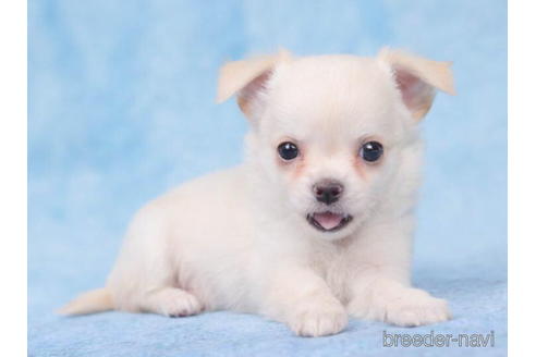 成約済の東京都のチワワ(ロングコート)-205899の3枚目