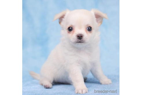 成約済の東京都のチワワ(ロングコート)-205899の1枚目