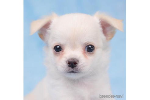 成約済の東京都のチワワ(ロングコート)-205899の5枚目