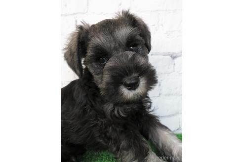 成約済の大阪府のミニチュアシュナウザー-205938の1枚目