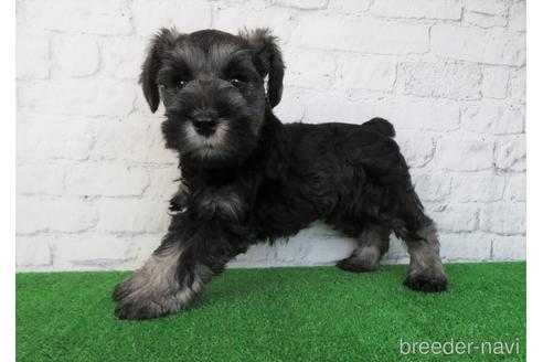 成約済の大阪府のミニチュアシュナウザー-205938の5枚目