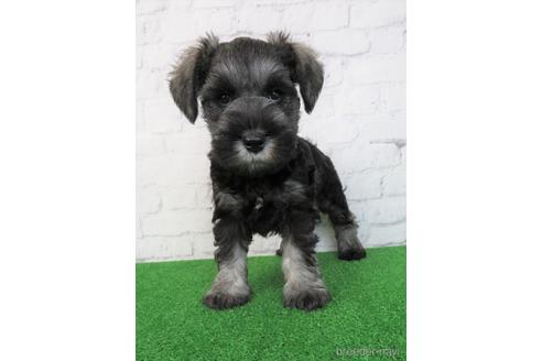 成約済の大阪府のミニチュアシュナウザー-205938の4枚目