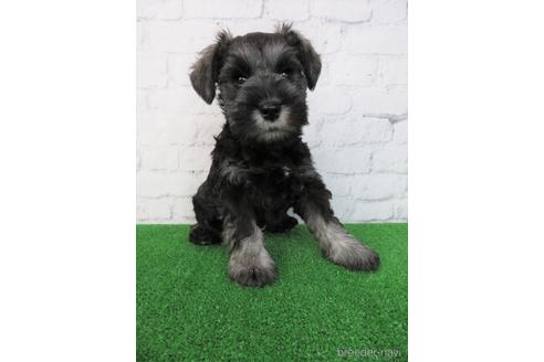 成約済の大阪府のミニチュアシュナウザー-205938の3枚目