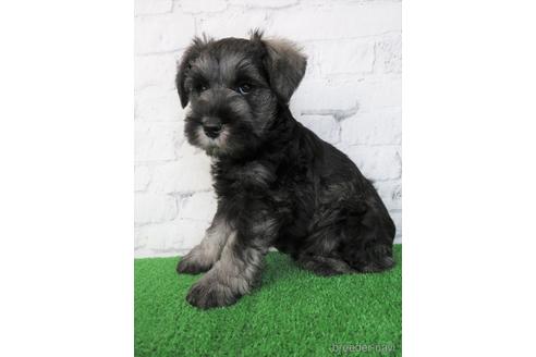 成約済の大阪府のミニチュアシュナウザー-205938の2枚目