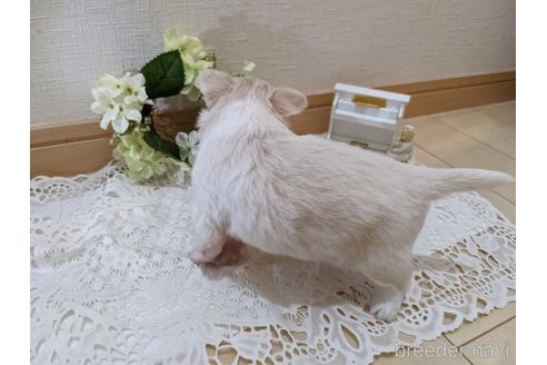 成約済の広島県のチワワ(ロングコート)-204657の34枚目