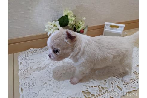 成約済の広島県のチワワ(ロングコート)-204657の31枚目