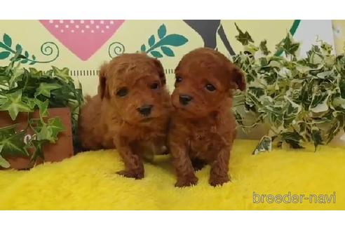 成約済の栃木県のマルプー:マルチーズ×トイプードル-205977の3枚目
