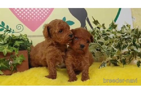 成約済の栃木県のマルプー:マルチーズ×トイプードル-205978の2枚目