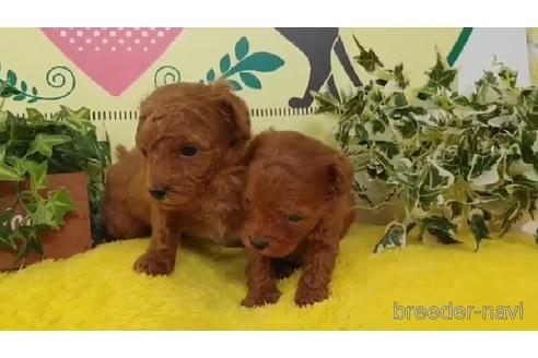 成約済の栃木県のマルプー:マルチーズ×トイプードル-205978の3枚目