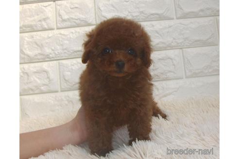 成約済の茨城県のトイプードル-206010の2枚目