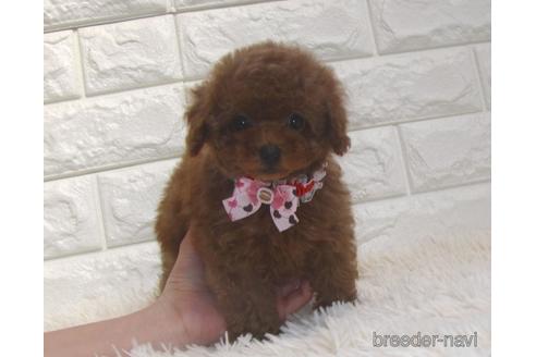 成約済の茨城県のトイプードル-206010の3枚目