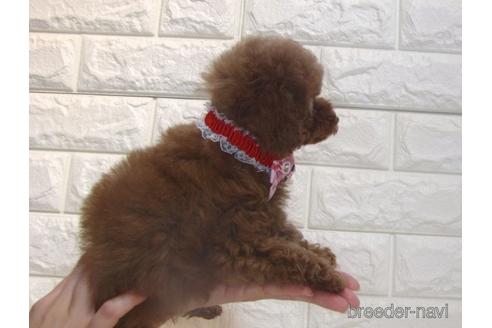 成約済の茨城県のトイプードル-206010の4枚目