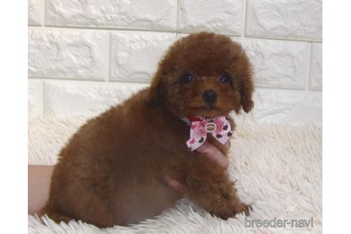 成約済の茨城県のトイプードル-206010の5枚目