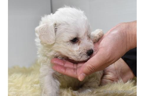 成約済の愛知県のビションフリーゼ-205168の4枚目