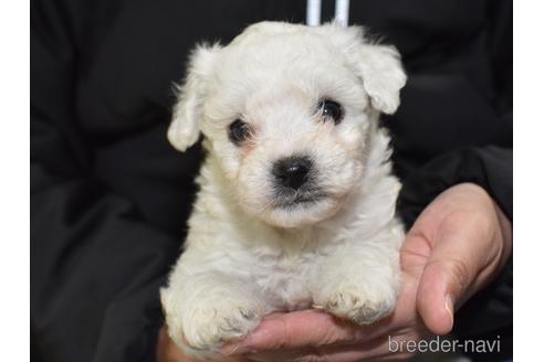 成約済の愛知県のビションフリーゼ-203441の1枚目