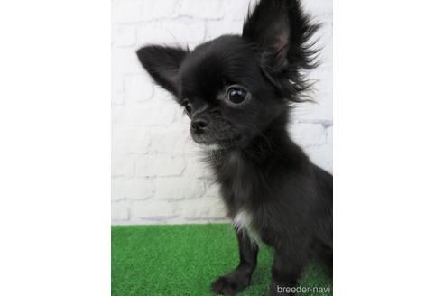 成約済の大阪府のチワワ(ロングコート)-195023の1枚目