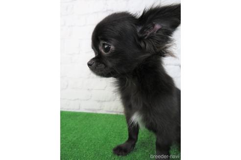 成約済の大阪府のチワワ(ロングコート)-195023の5枚目