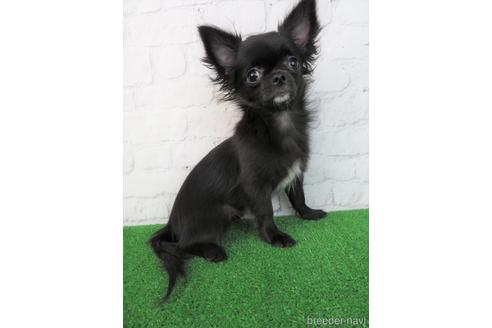 成約済の大阪府のチワワ(ロングコート)-195023の4枚目