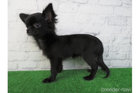 成約済の大阪府のチワワ(ロングコート)-195023の3枚目