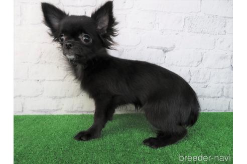 成約済の大阪府のチワワ(ロングコート)-195023の2枚目