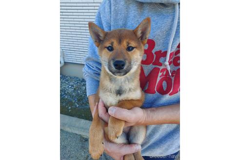 成約済の山梨県の柴犬-196494の1枚目