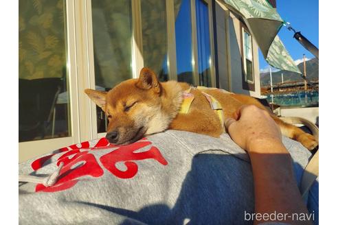 成約済の山梨県の柴犬-196494の4枚目