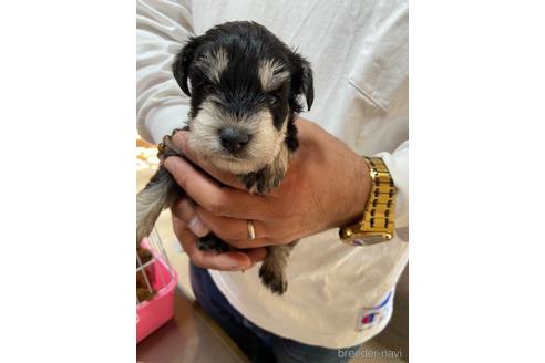 成約済の静岡県のミニチュアシュナウザー-206062の5枚目