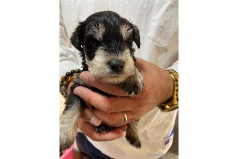 成約済の静岡県のミニチュアシュナウザー-206062の6枚目